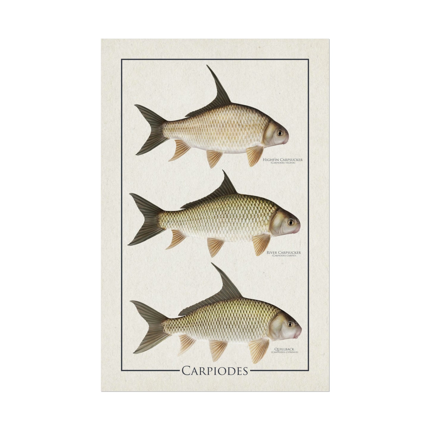 Carpiodes "Carpsuckers" 11x17 rolled poster