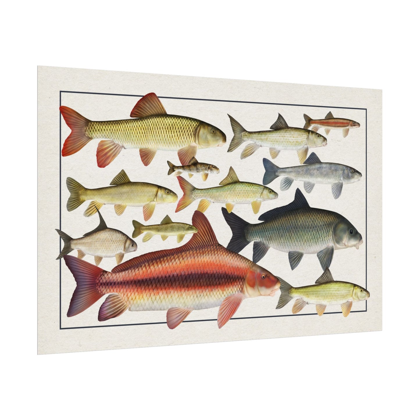 Catostomidae 2025 11x17 rolled poster