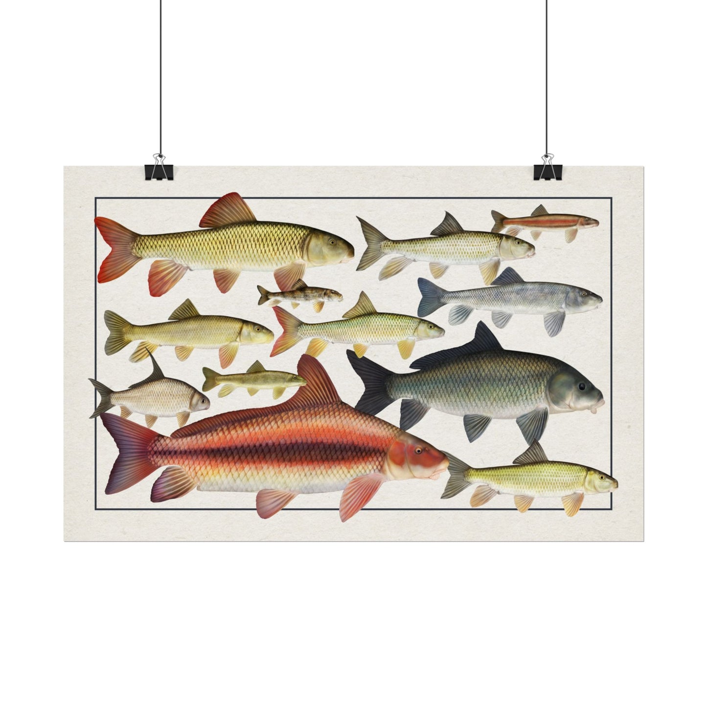 Catostomidae 2025 11x17 rolled poster