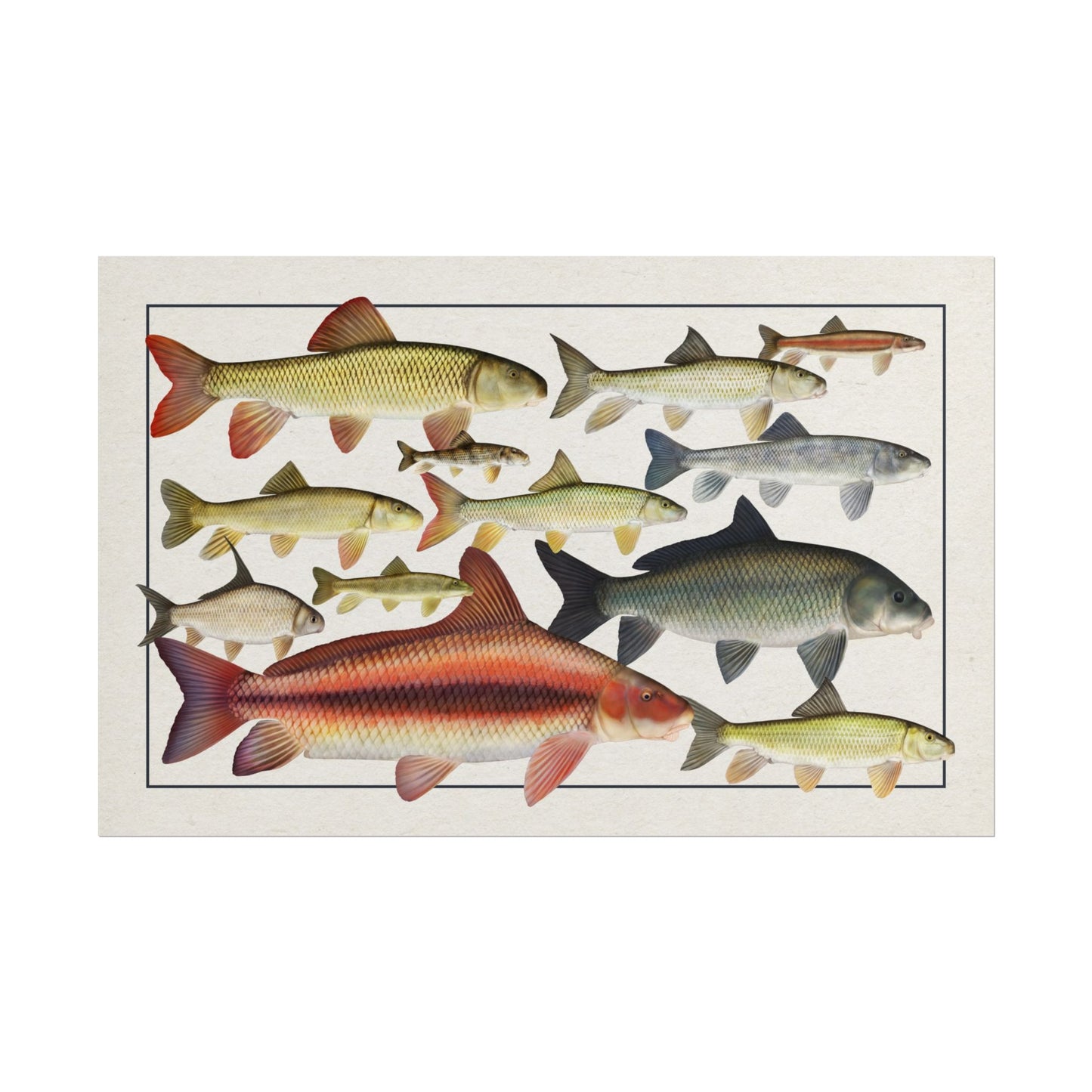 Catostomidae 2025 11x17 rolled poster