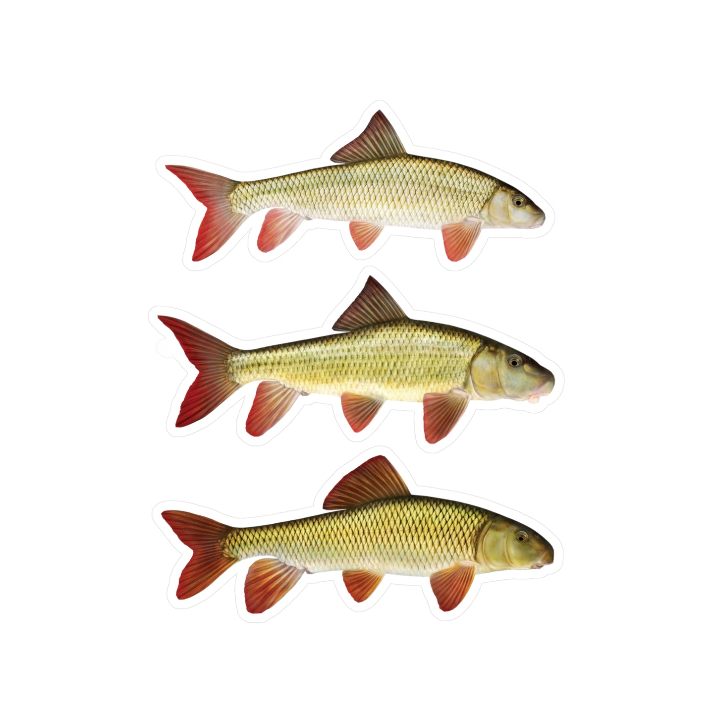 Midwest "redtail" Redhorse decal pack