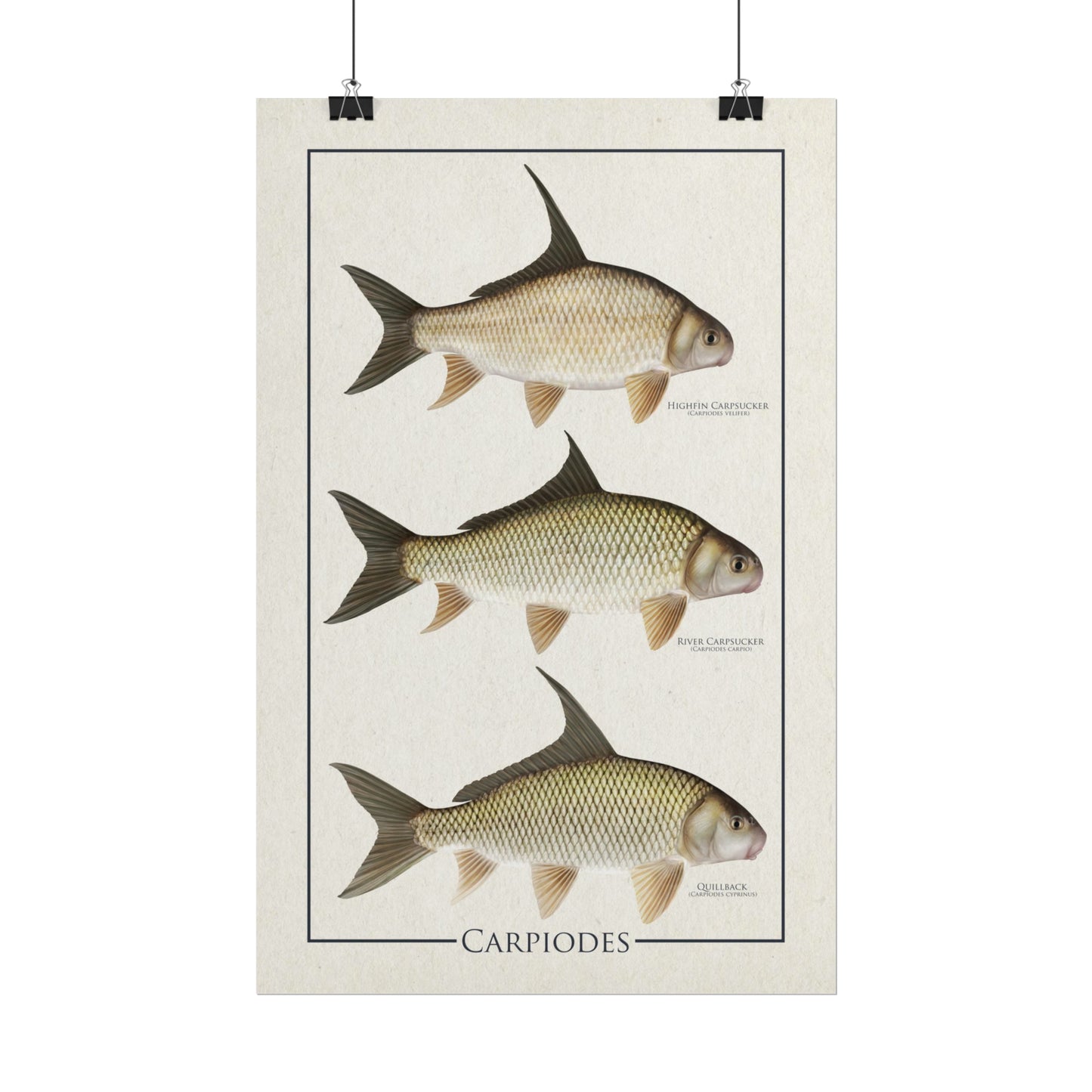 Carpiodes "Carpsuckers" 11x17 rolled poster