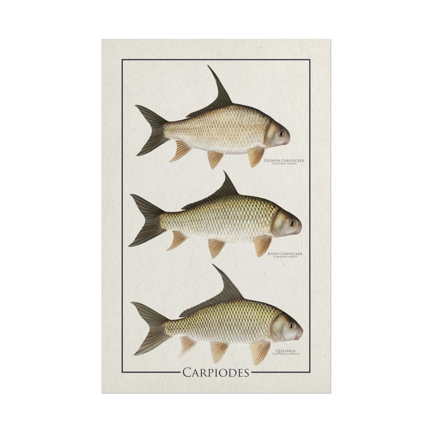 Carpiodes "Carpsuckers" 11x17 rolled poster