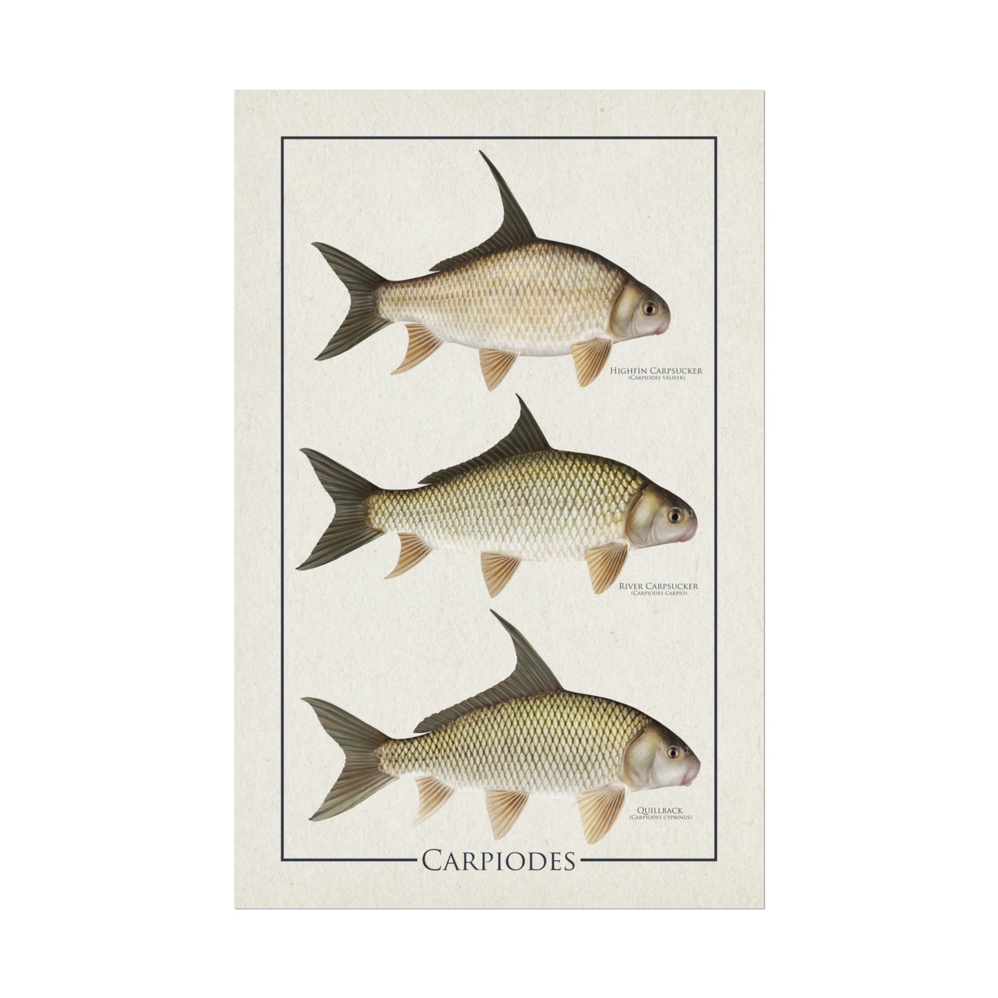 Carpiodes "Carpsuckers" 11x17 rolled poster