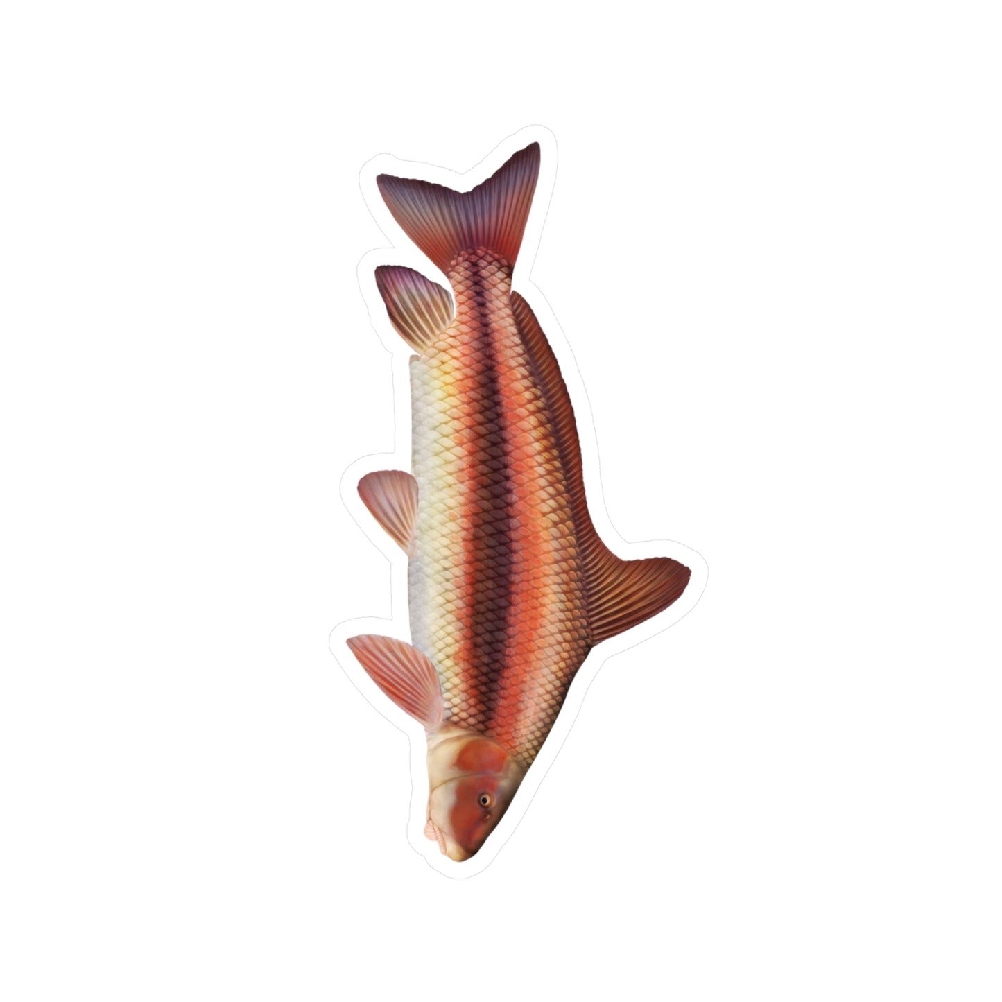 Chinese sucker (Myxocyprinus asiaticus)
