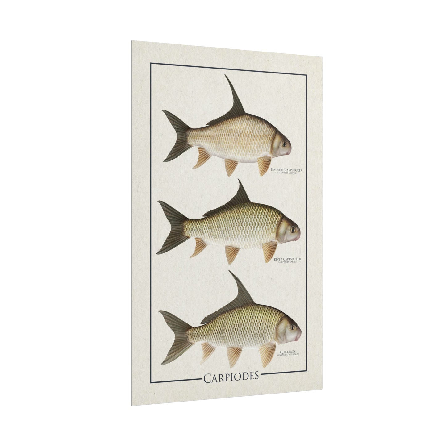 Carpiodes "Carpsuckers" 11x17 rolled poster
