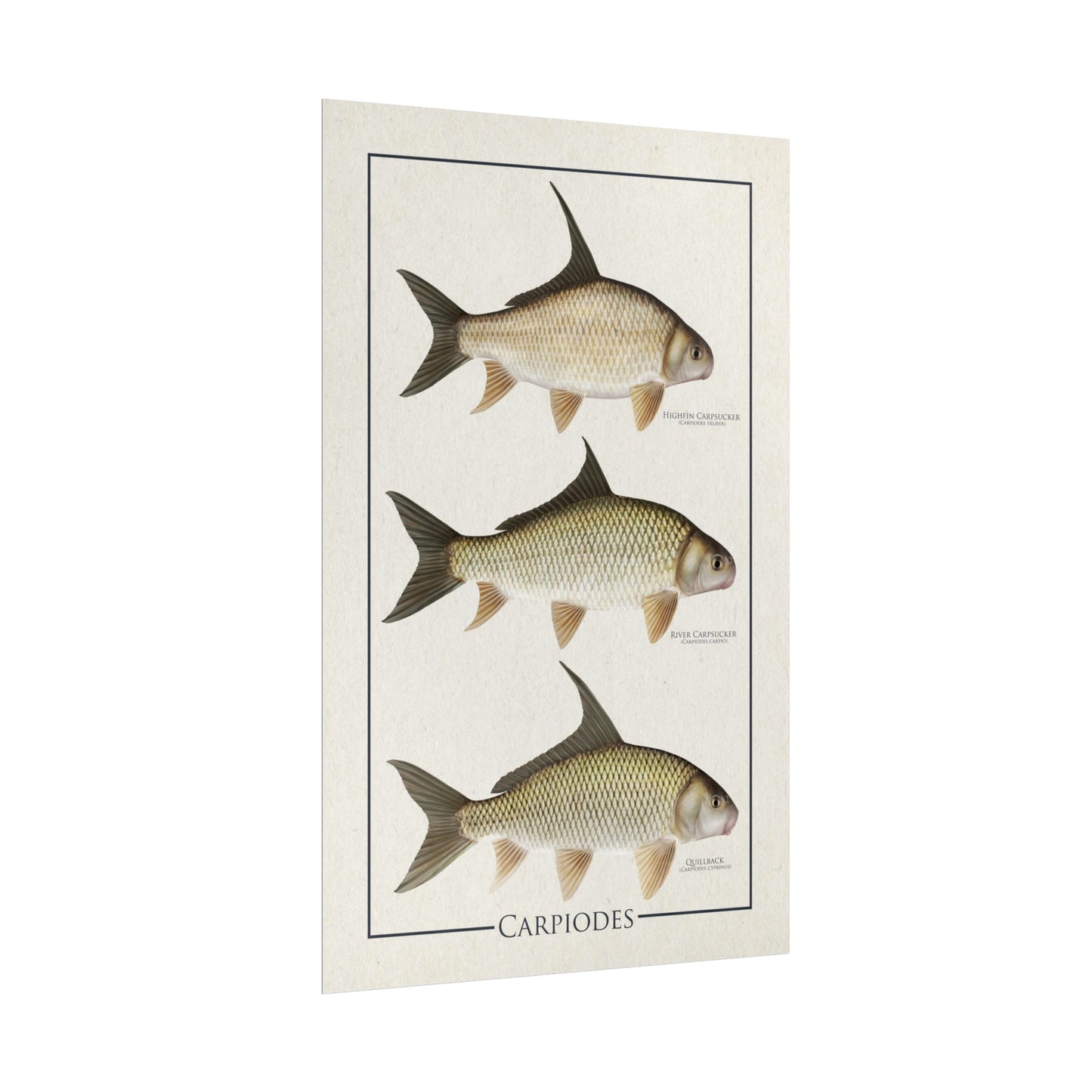 Carpiodes "Carpsuckers" 11x17 rolled poster