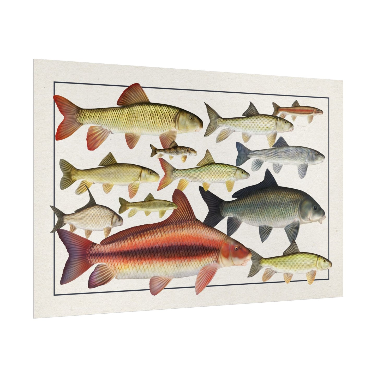 Catostomidae 2025 11x17 rolled poster