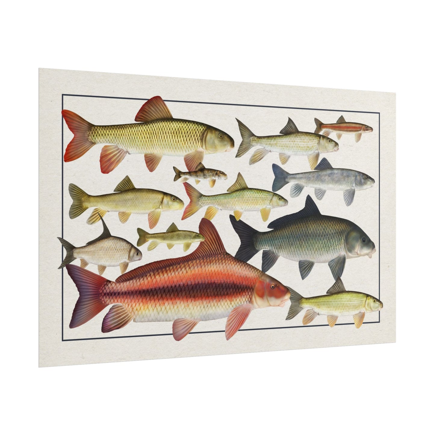 Catostomidae 2025 11x17 rolled poster