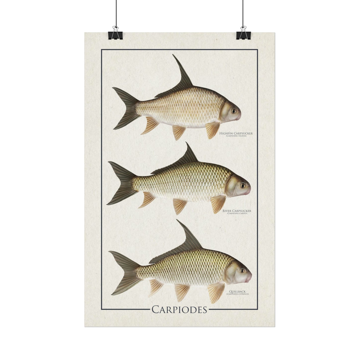 Carpiodes "Carpsuckers" 11x17 rolled poster