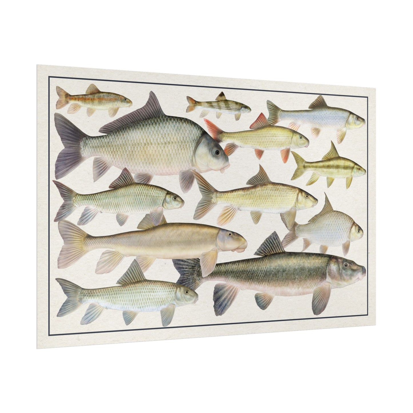 Copy of Catostomidae 2026 11x17 rolled poster