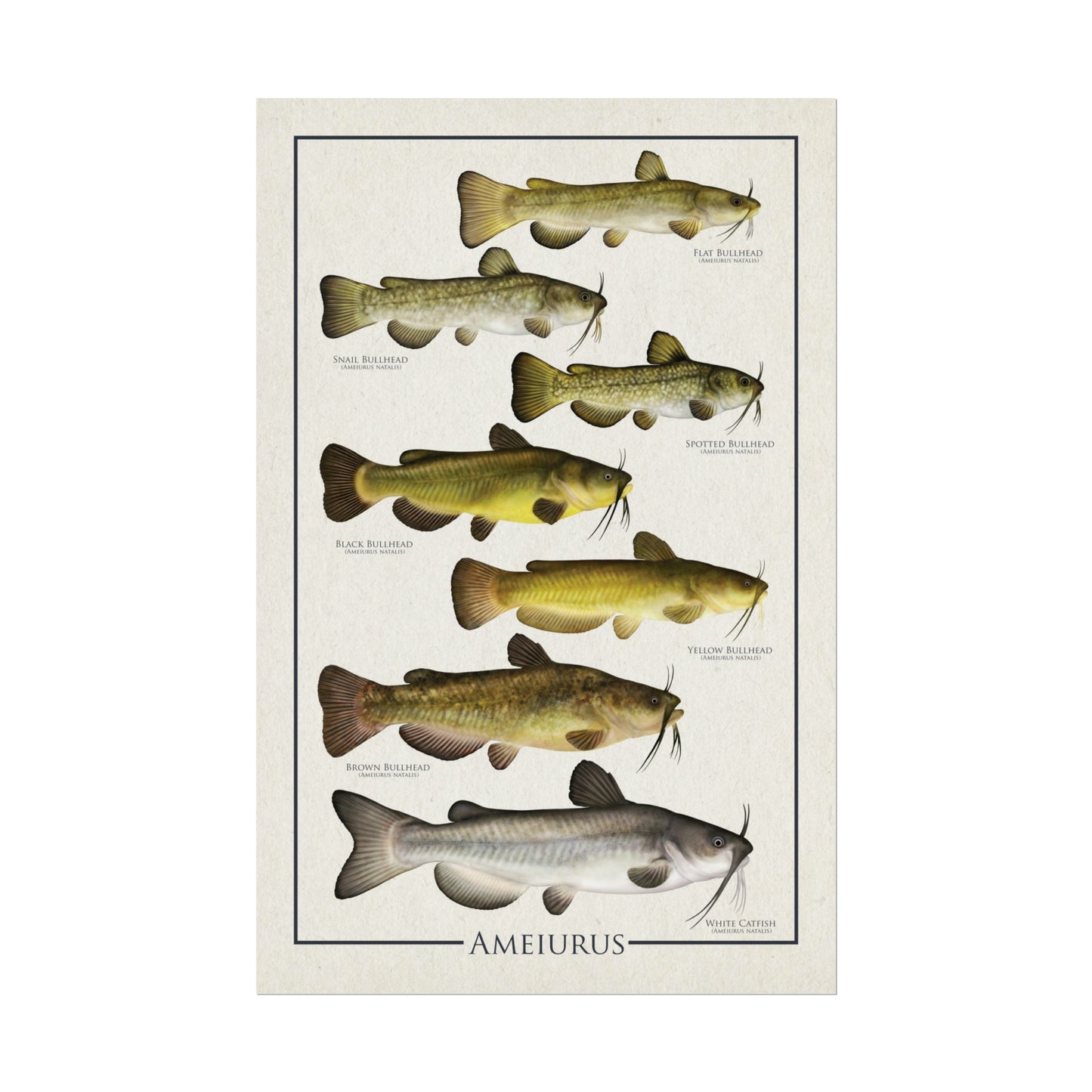 Ameiurus "Bullheads" 11x17 rolled poster