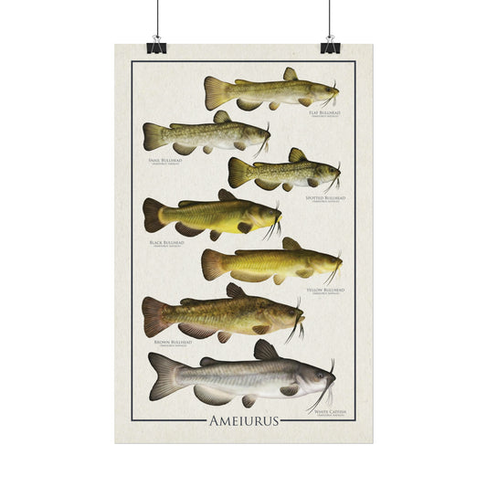 Ameiurus "Bullheads" 11x17 rolled poster