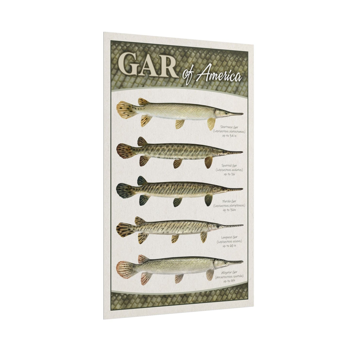 Gar of America 11x17 rolled poster
