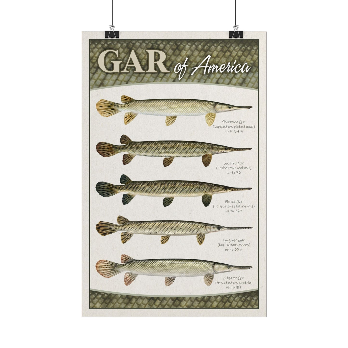 Gar of America 11x17 rolled poster