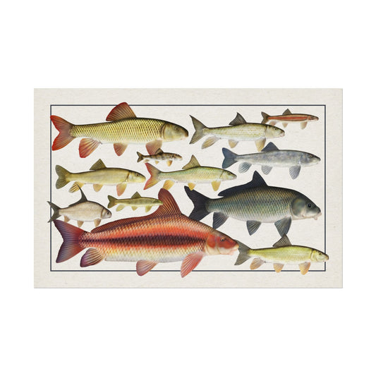 Catostomidae 2025 11x17 rolled poster
