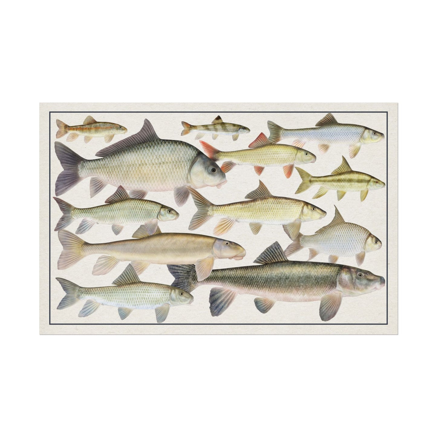 Copy of Catostomidae 2026 11x17 rolled poster