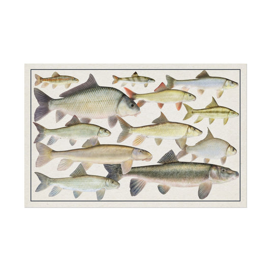 Copy of Catostomidae 2026 11x17 rolled poster