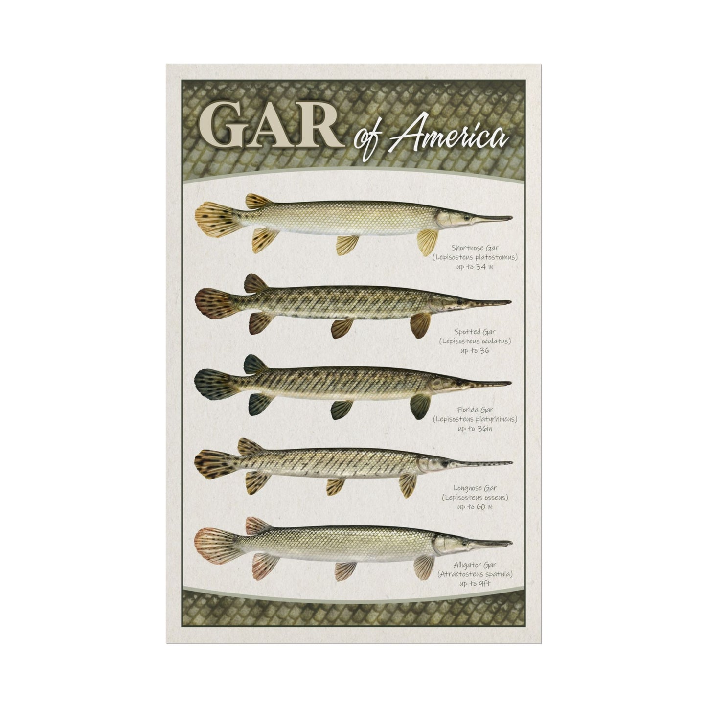 Gar of America 11x17 rolled poster