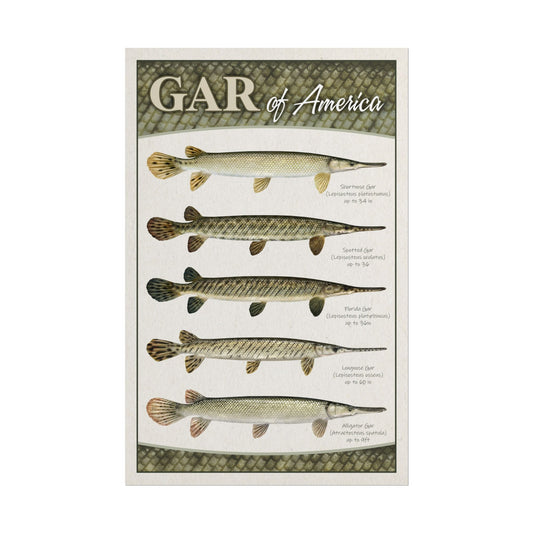 Gar of America 11x17 rolled poster