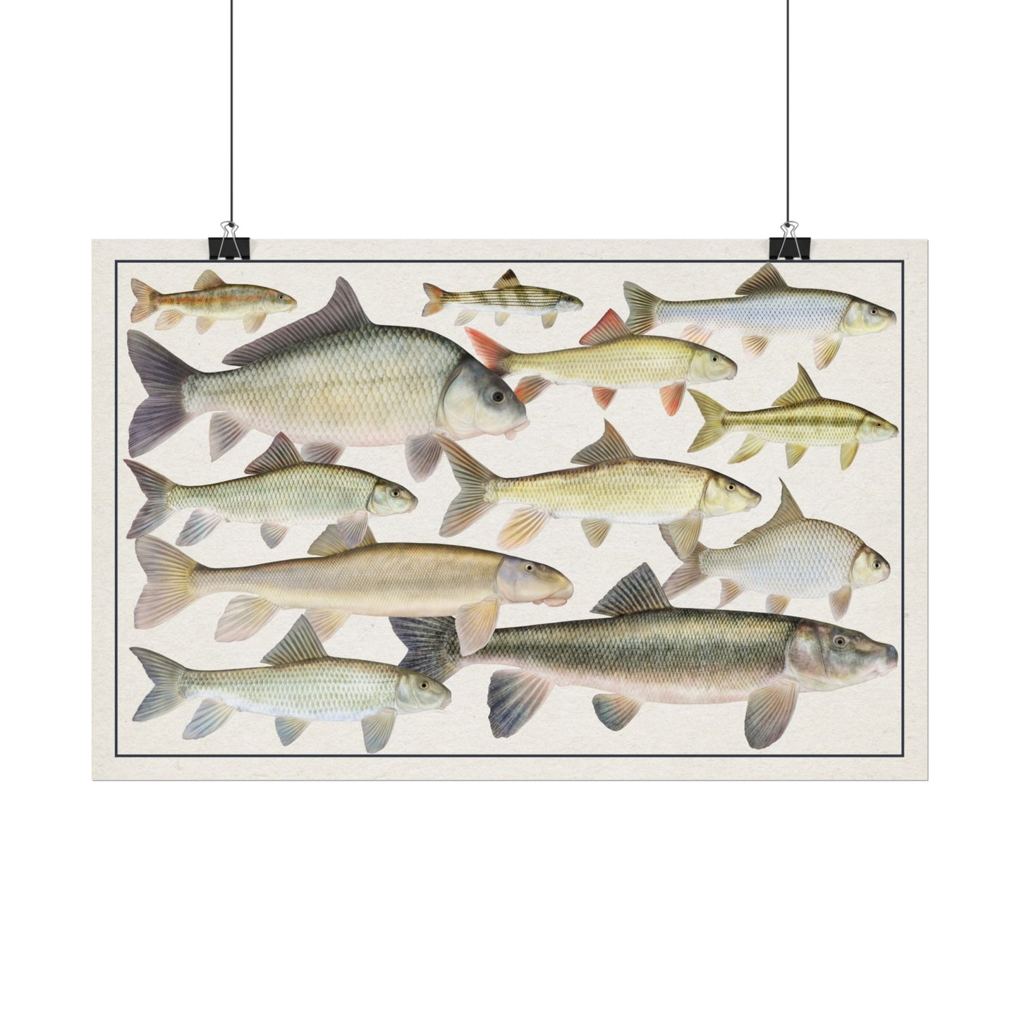 Copy of Catostomidae 2026 11x17 rolled poster