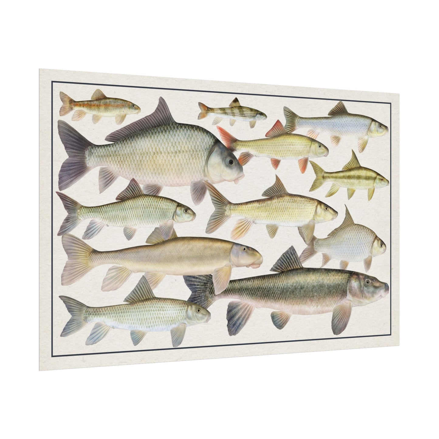 Copy of Catostomidae 2026 11x17 rolled poster