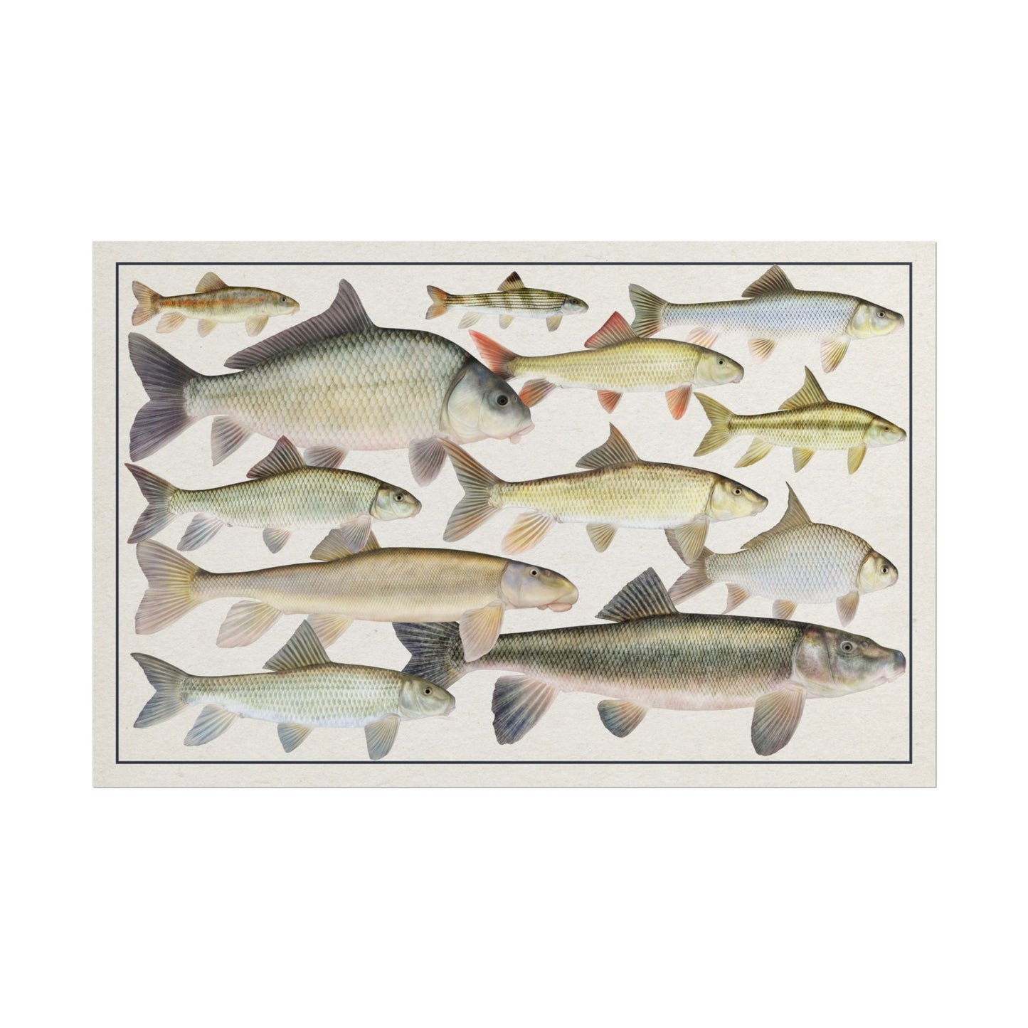 Copy of Catostomidae 2026 11x17 rolled poster