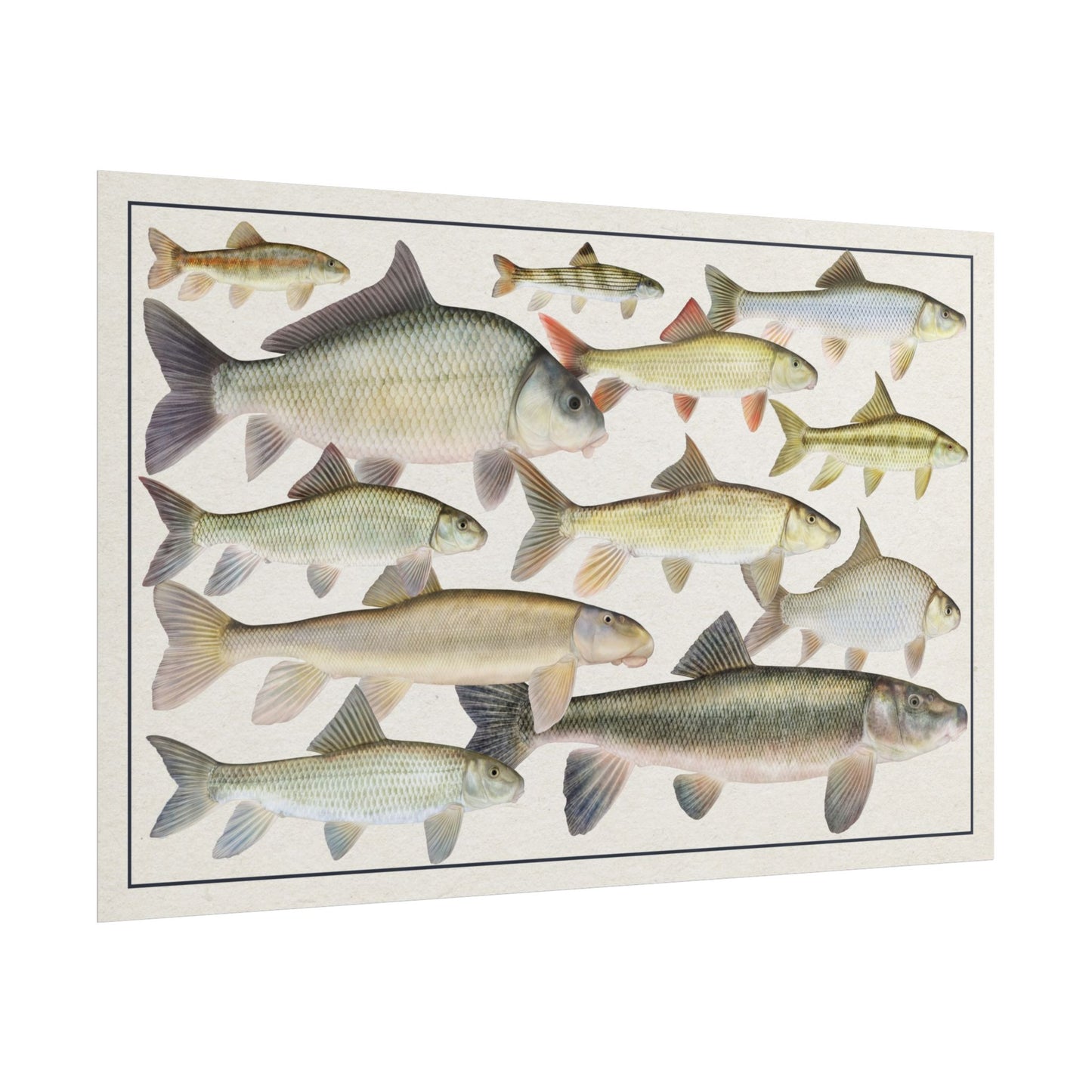 Copy of Catostomidae 2026 11x17 rolled poster