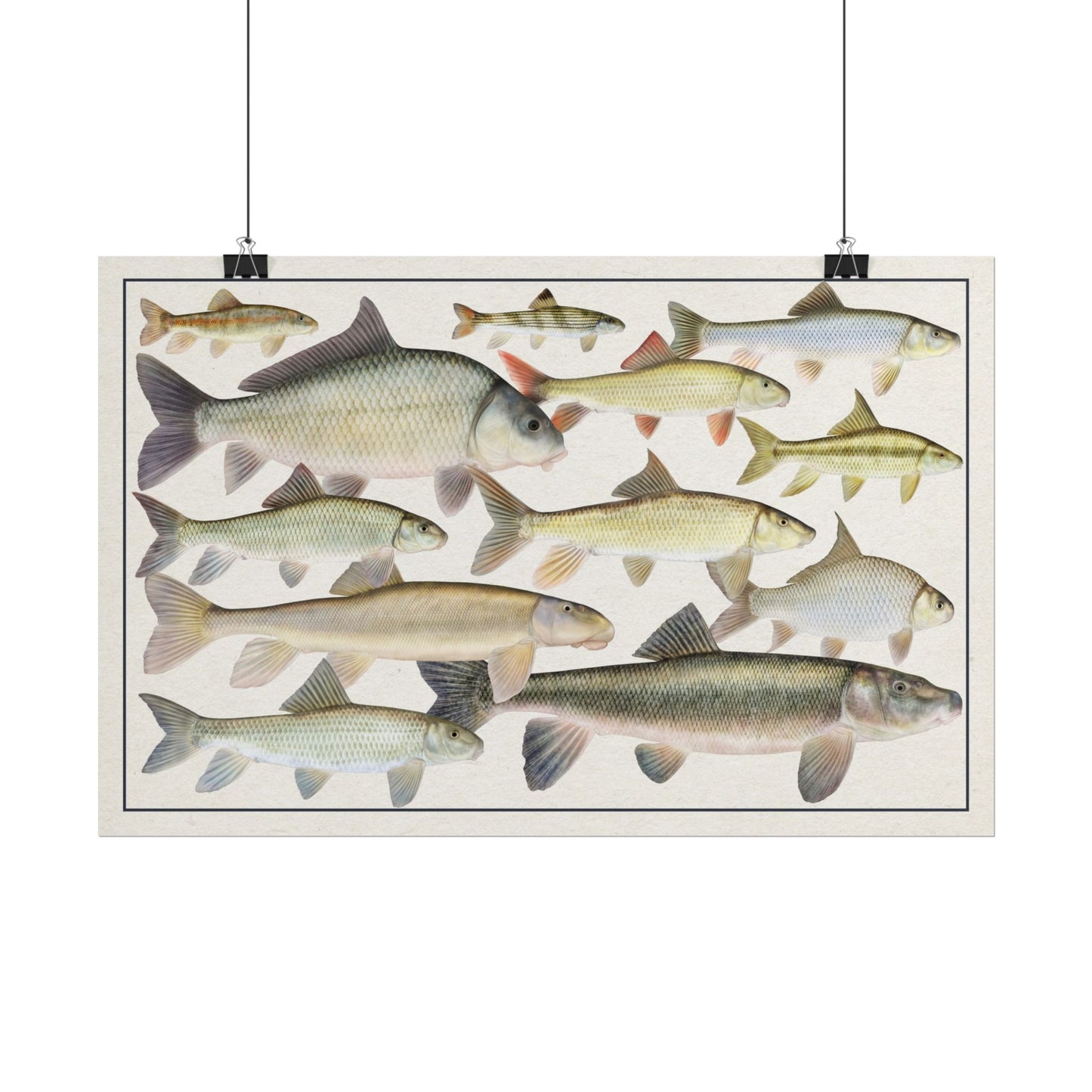 Copy of Catostomidae 2026 11x17 rolled poster