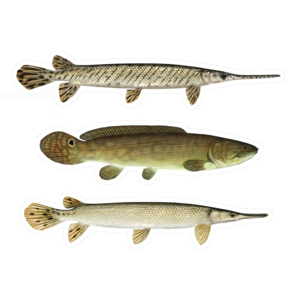 Midwest dinosaurs decal pack (Longnose & shortnose gar, bowfin)