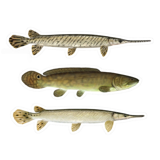 Midwest dinosaurs decal pack (Longnose & shortnose gar, bowfin)